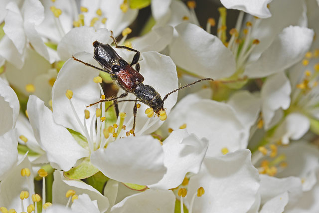ツジヒゲナガコバネカミキリ