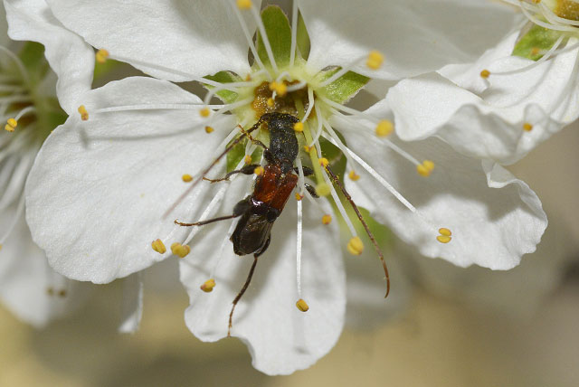ツジヒゲナガコバネカミキリ