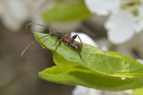 ツジヒゲナガコバネカミキリ